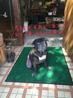 看板犬あんこ