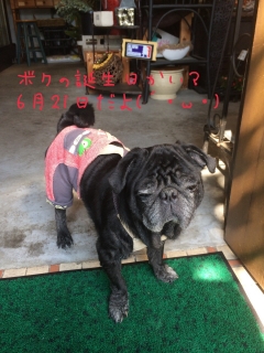 あんこ