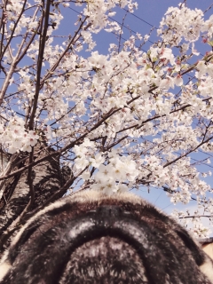 お花見