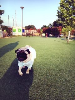 ランラン
