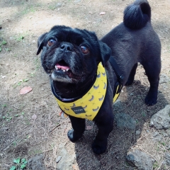 看板犬