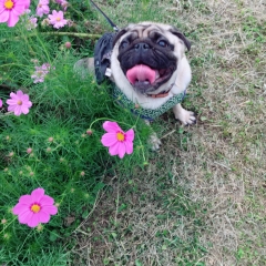 大福コスモス