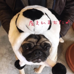 パンダ