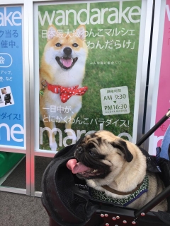 ワンだらけ