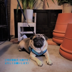 大福