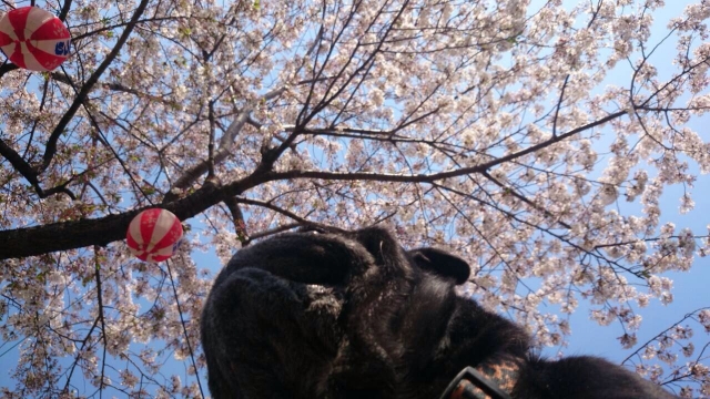 あんこと桜