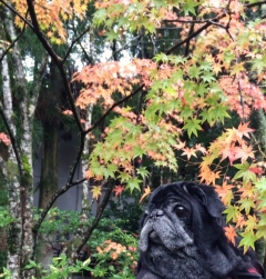 あんこと紅葉