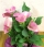 鉢植え