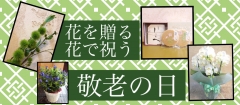 敬老の日おすすめ