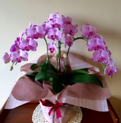 ピンクの胡蝶蘭の鉢植え