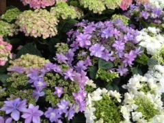 母の日紫陽花画像