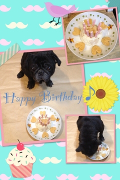 あんこ誕生日