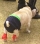 アトム