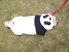 パンダ